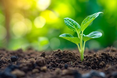 薄毛対処法の選び方！発毛促進と抜け毛防止